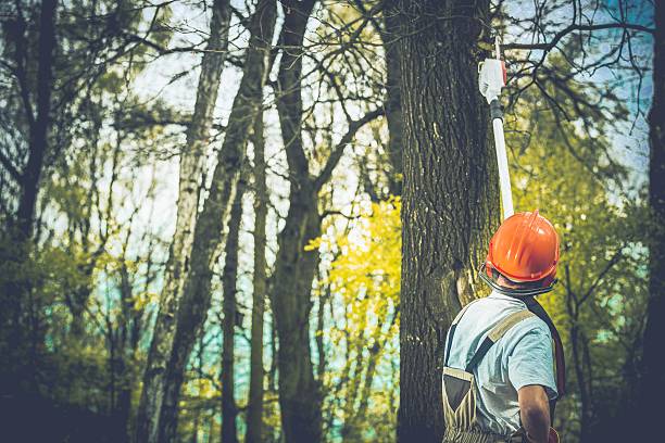 How Our Tree Care Process Works  in  Diamond Ridge, AK